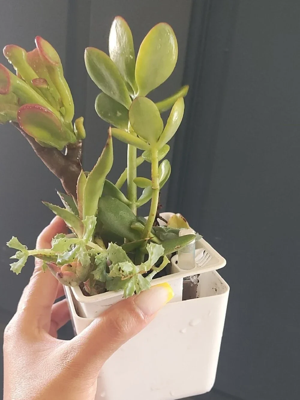 Succulent Variety With White Planter Pot